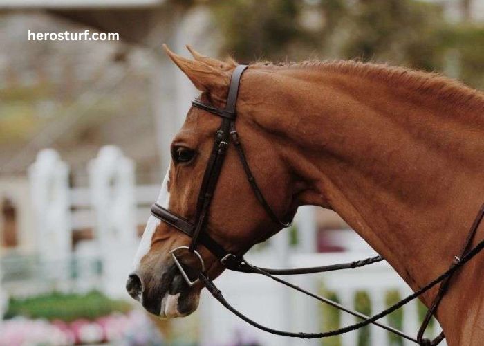LA Richesse Turf Vip