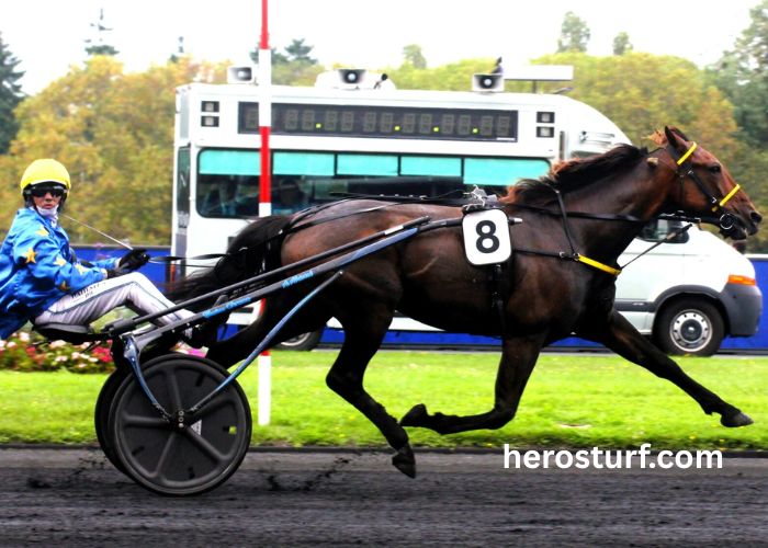 Power Turf Gagnant (1)