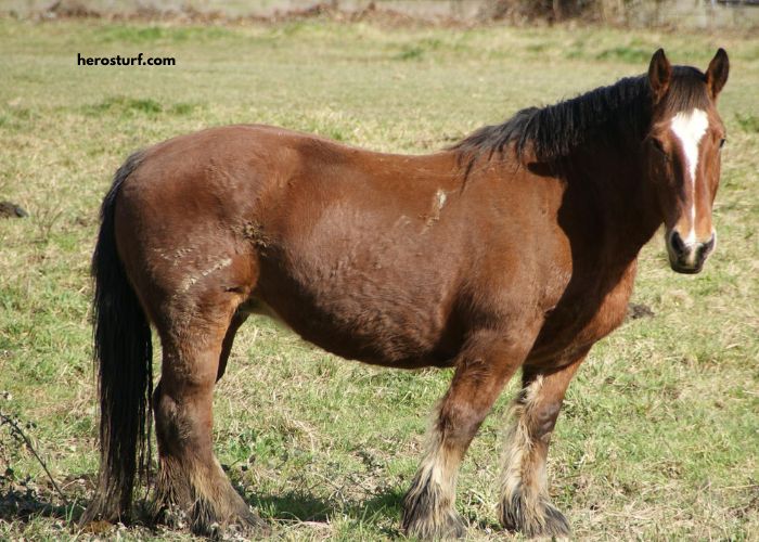 Prono Choc Turf