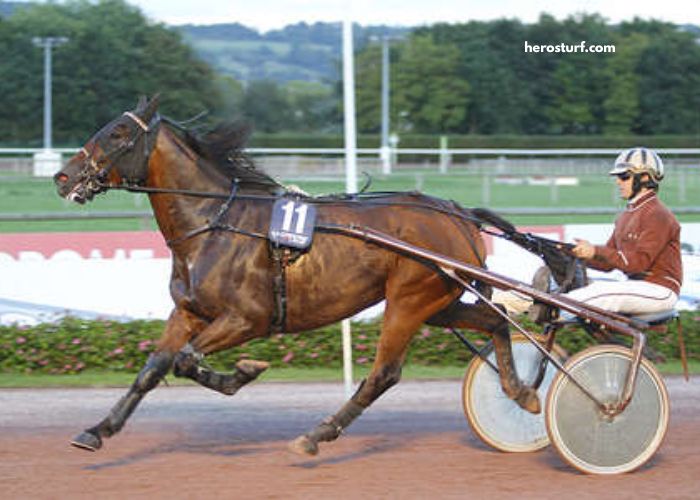 Prono Choc Turf