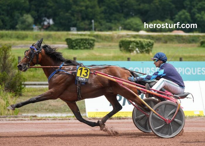 Fortune Turf Vip (4)