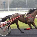 Ivoire Turf Vip
