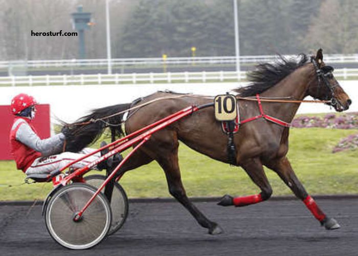 Ivoire Turf Vip