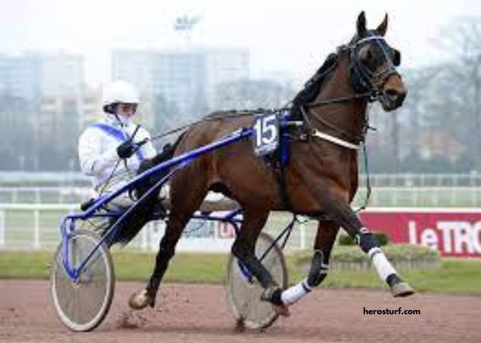 Lingodor Turf 2019