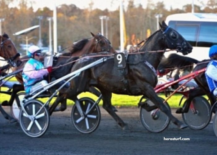 Trio 3 Chevaux
